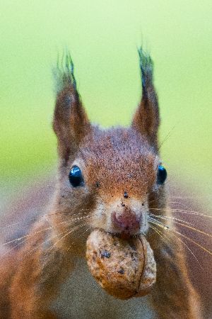 squirrel